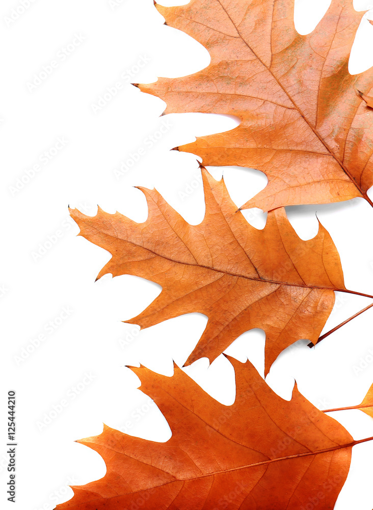 Obraz premium Autumn leaves on white background