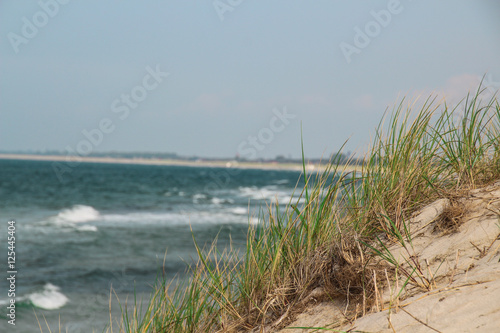 grass on a dune near the Baltic coast