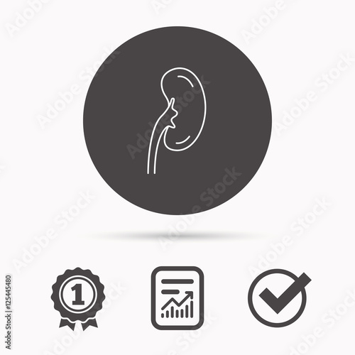 Kidney icon. Transplantation organ sign.