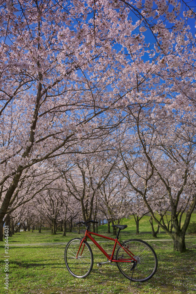 Fototapeta premium 赤い自転車と桜