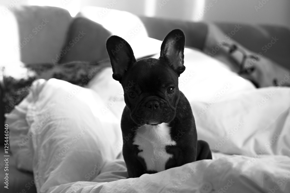 French bulldog