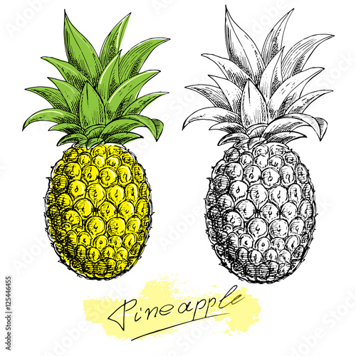 hand drawn sketch illustration pineapple