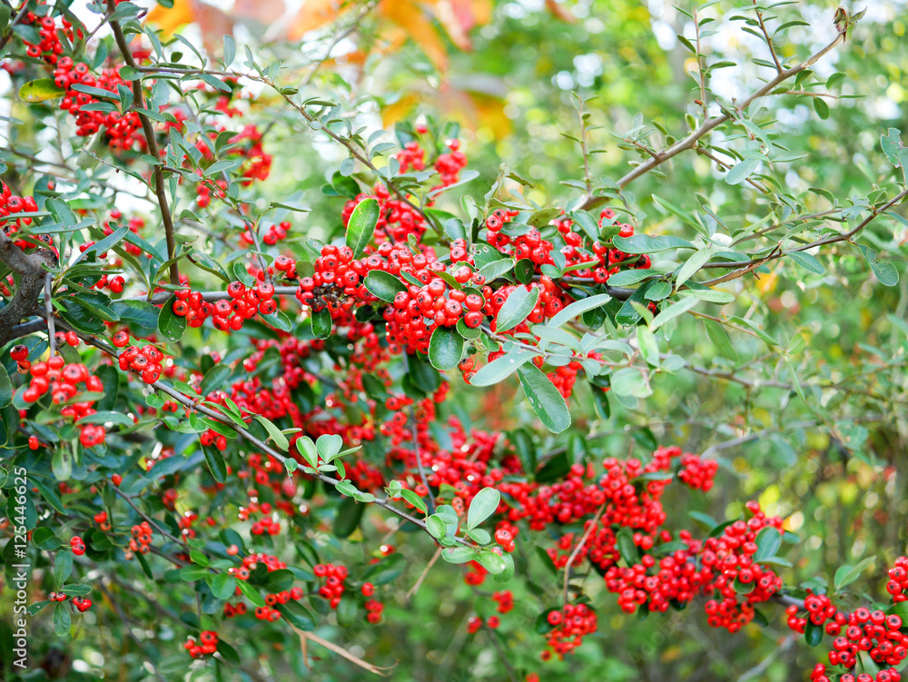 Obraz premium クロガネモチ