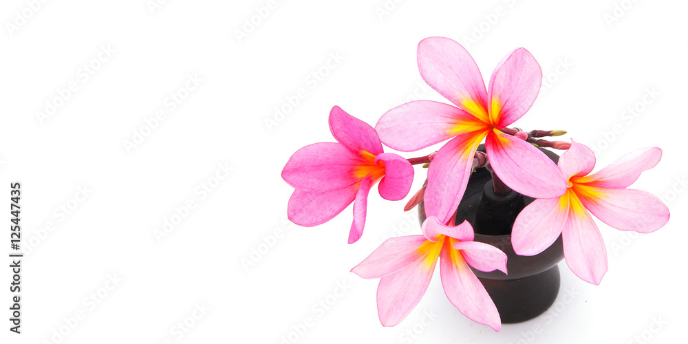 Pink plumeria flowers isolated on white background Pink plumeria flowers isolated on white background