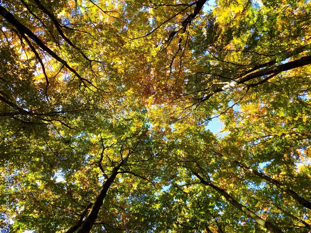 Yellow colorful leaves on deciduous trees in deciduous forest in wild nature during autumn Yellow colorful leaves on deciduous trees in deciduous forest in wild nature during autumn