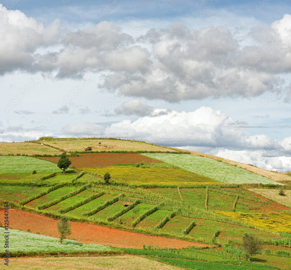Naklejka premium colorfull view of agricultural fields