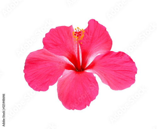 Hibiscus, chaba flower isolated on white background