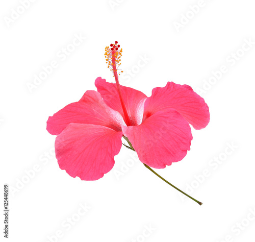 Hibiscus, chaba flower isolated on white background photo