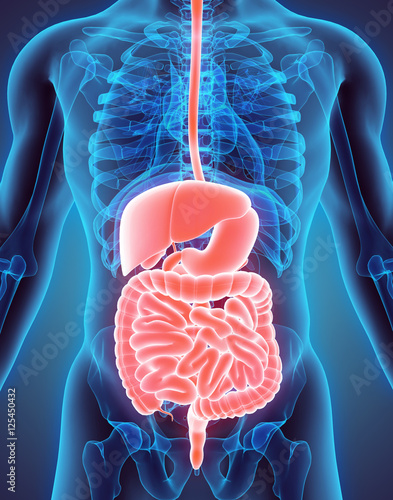 3D illustration of Male Digestive System. photo