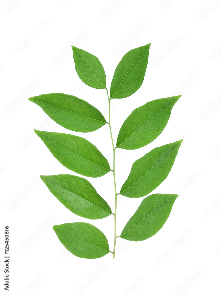 Star Gooseberry Leaves isolated on white background Star Gooseberry Leaves isolated on white background