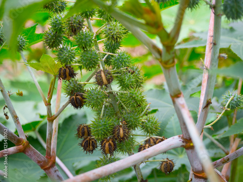 Ricinus communis - Castor seeds on the stem. The vegetative part of the castor bean plant