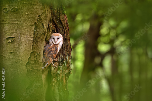 Barn owl (Tyto alba) in the tree cavity