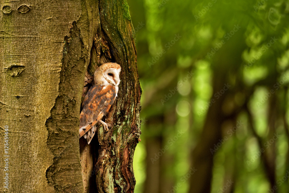 Fototapeta premium Barn owl (Tyto alba) in the tree cavity