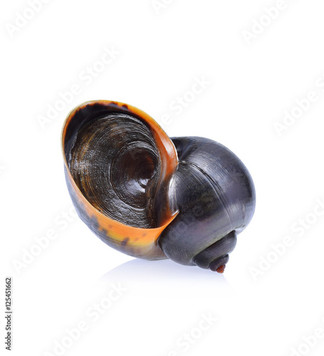 River Snails isolated on white background