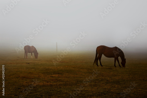 Wild brown horses grazing pastures with hazy weather