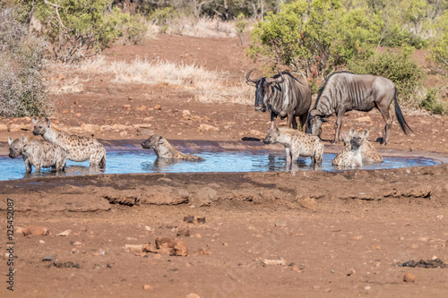 Clan of Hyenas at a waterhole with Wildebeests. photo