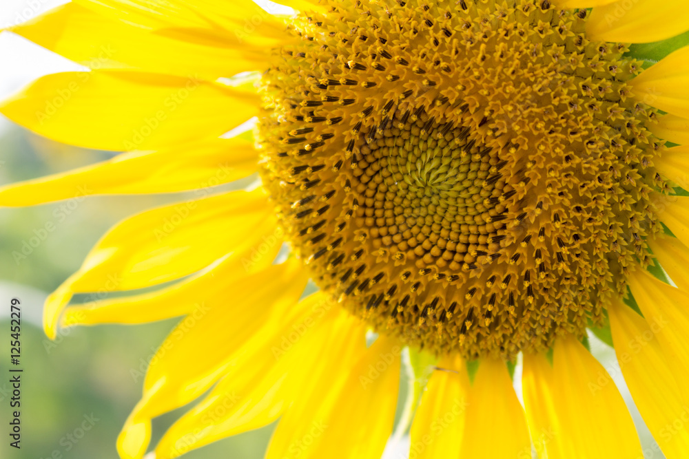 Obraz premium Sunflower