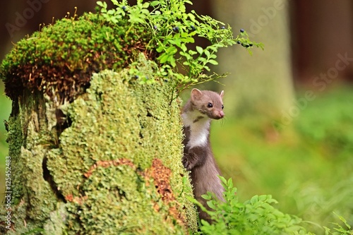 Stone marten on the stump in czech forest