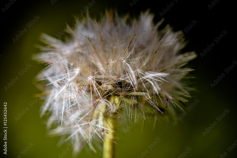 Fototapeta premium Fleur de pissenlit en graines