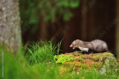 Stone marten on the stump in czech forest © Lukas