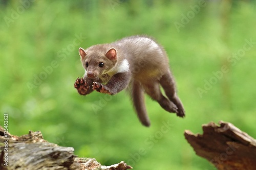 Jumping Stone Marten on the stump in czech forest