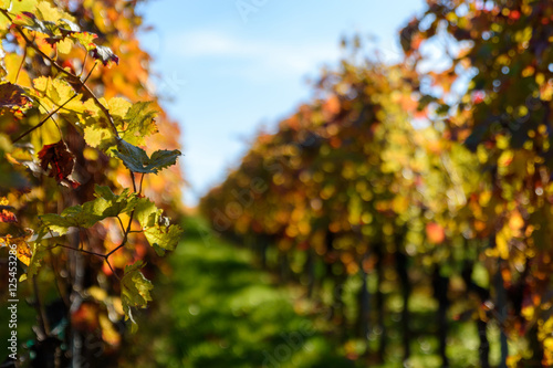 Weinberg im Herbst