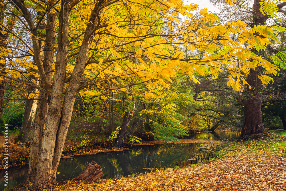 Autumn scenery with yellow leaves on trees Autumn scenery with yellow leaves on trees