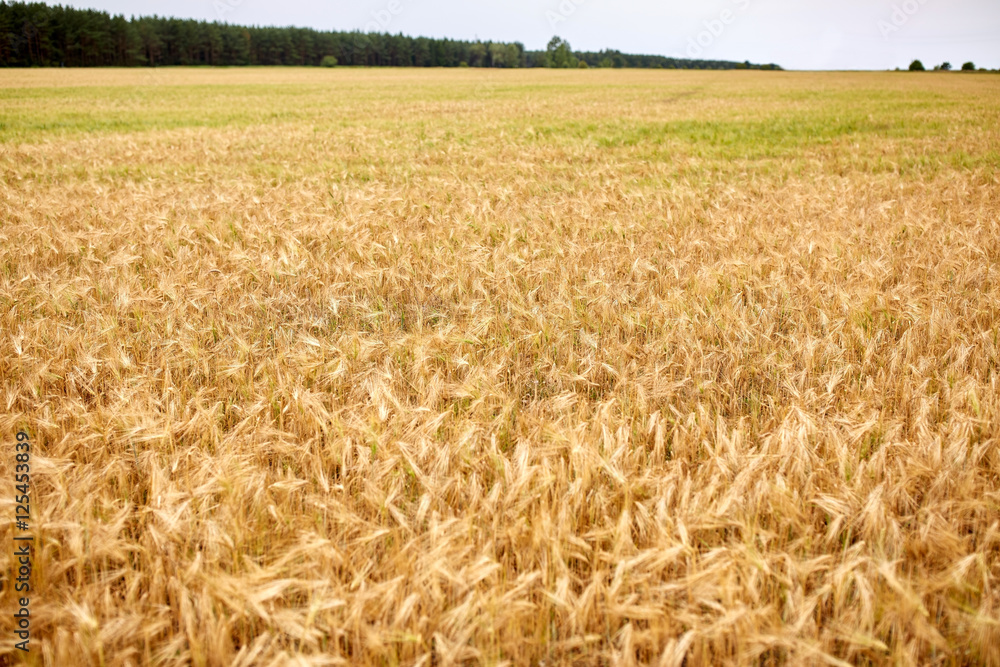 cereal field with spikelets of ripe rye or wheat cereal field with spikelets of ripe rye or wheat