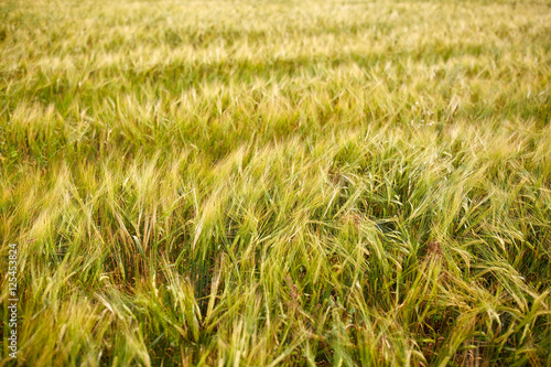 cereal field with spikelets of ripe rye or wheat © Syda Productions
