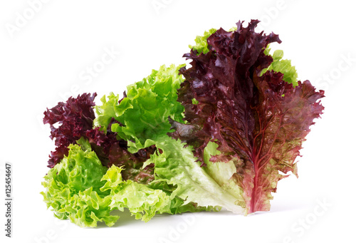 vegetable salad lettuce Lollo Rosso isolated on white background