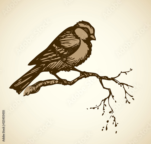 Vector drawing. Tits, sparrows and bullfinches on branches
