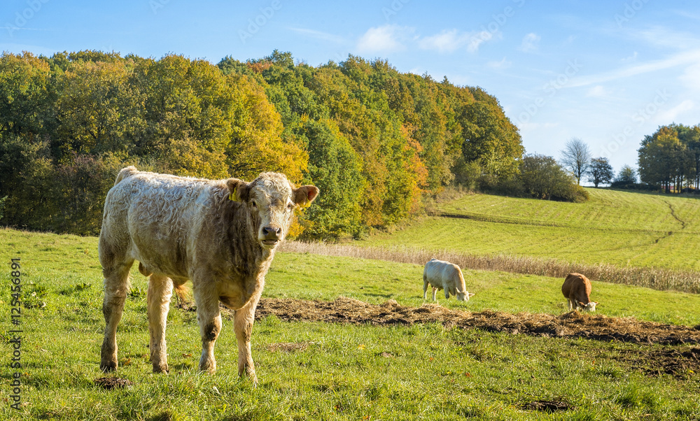 Fototapeta premium Bull calf looking into the camera.