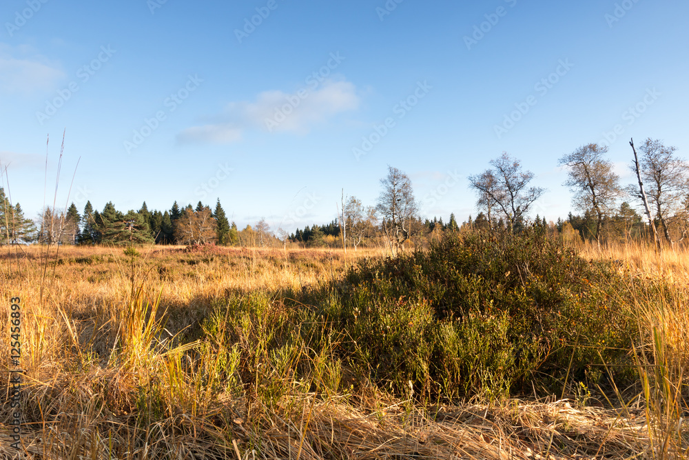 Nationalpark Schwarzwald