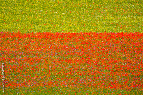 Castelluccio di Norcia photo