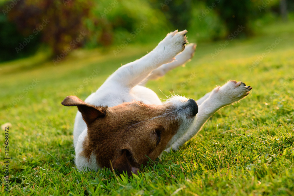 Dog upside down rolling and lying on its back on green grass Dog upside down rolling and lying on its back on green grass