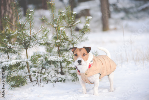 Dog walking at winter morning forest wearing warm jacket
