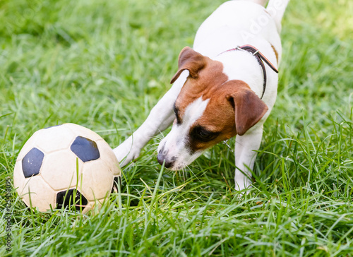 Dog playing with football (soccer) ball with its paw © alexei_tm