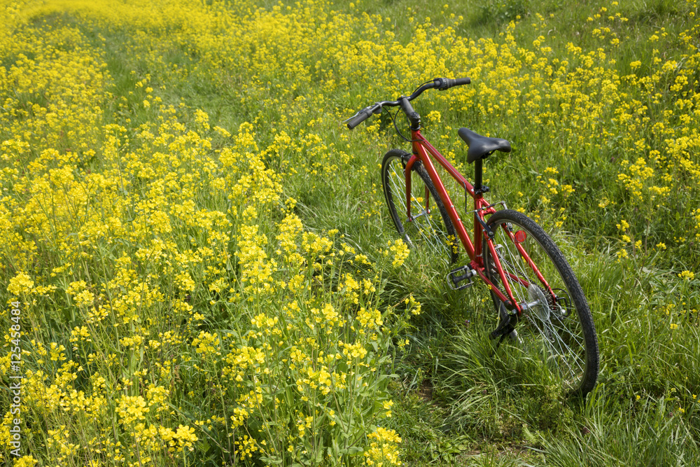 Fototapeta premium 赤い自転車と菜の花