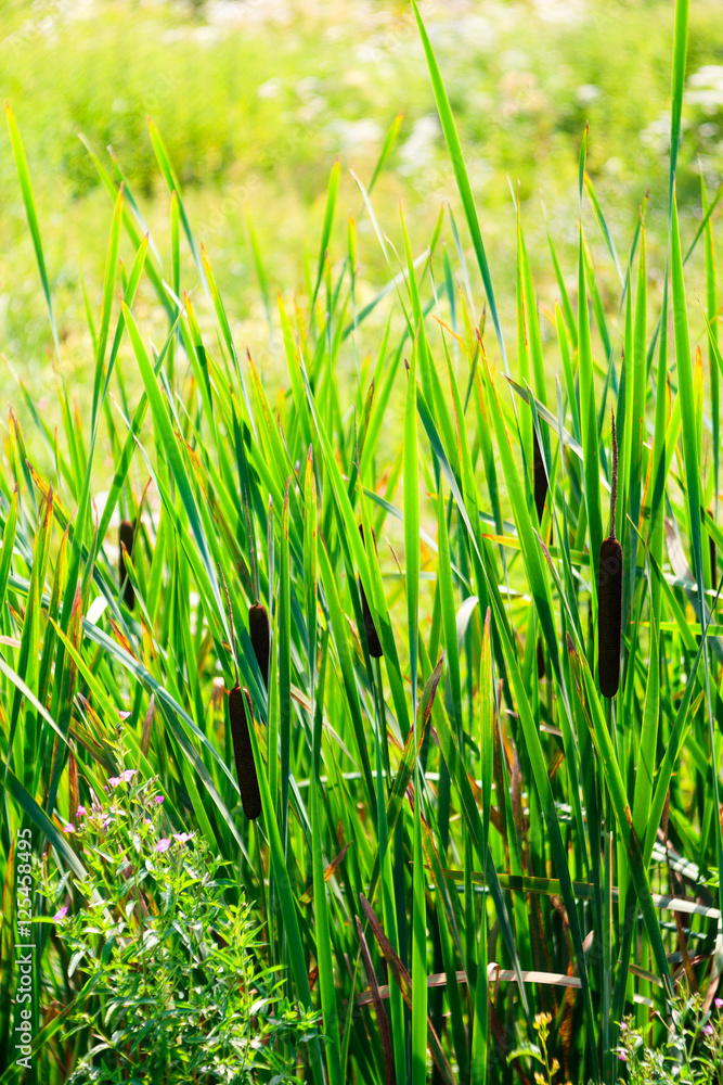 Obraz premium View of the Typha latifolia
