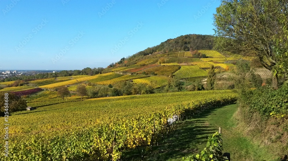 Wunderbare Herbstlandschaft in den Weinbergen
