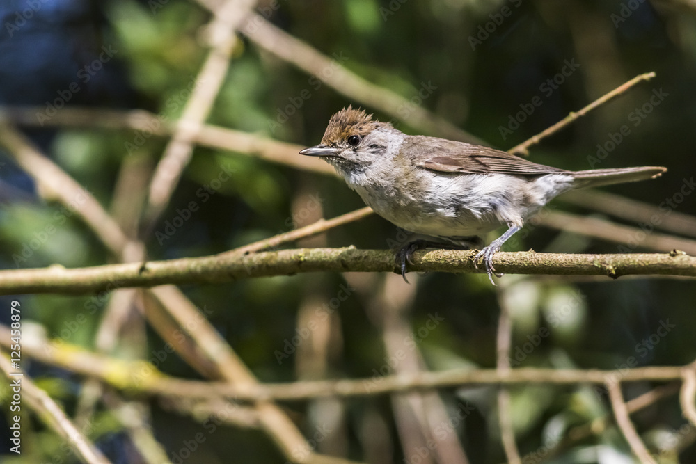 Fototapeta premium Dorngrasmücke (Sylvia communis)