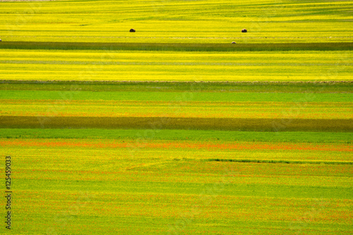 Wallpaper Mural Castelluccio di Norcia Torontodigital.ca