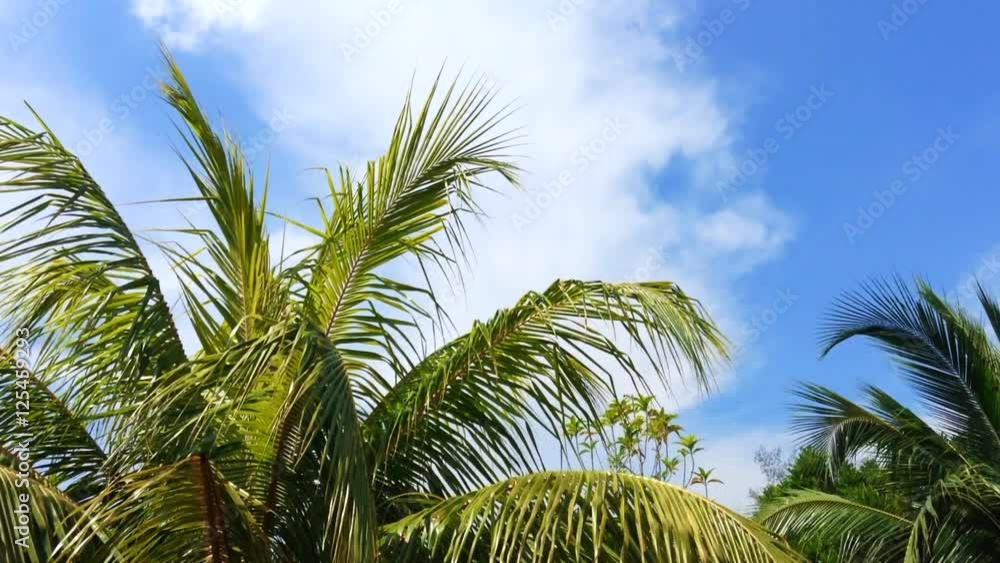 Coconut palm tree tops with blue sky background Coconut palm tree tops with blue sky background