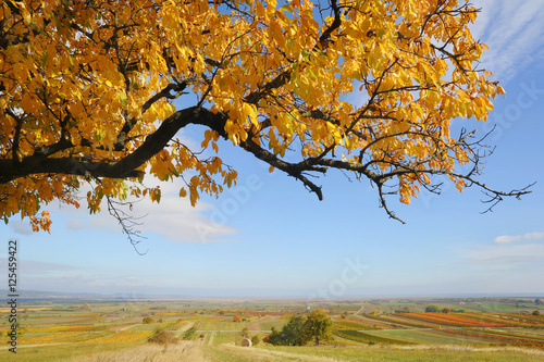 Herbstlandschaft mit buntem Kirschbaum