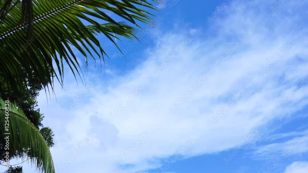 Blue sky with waving palm tree leaves Blue sky with waving palm tree leaves