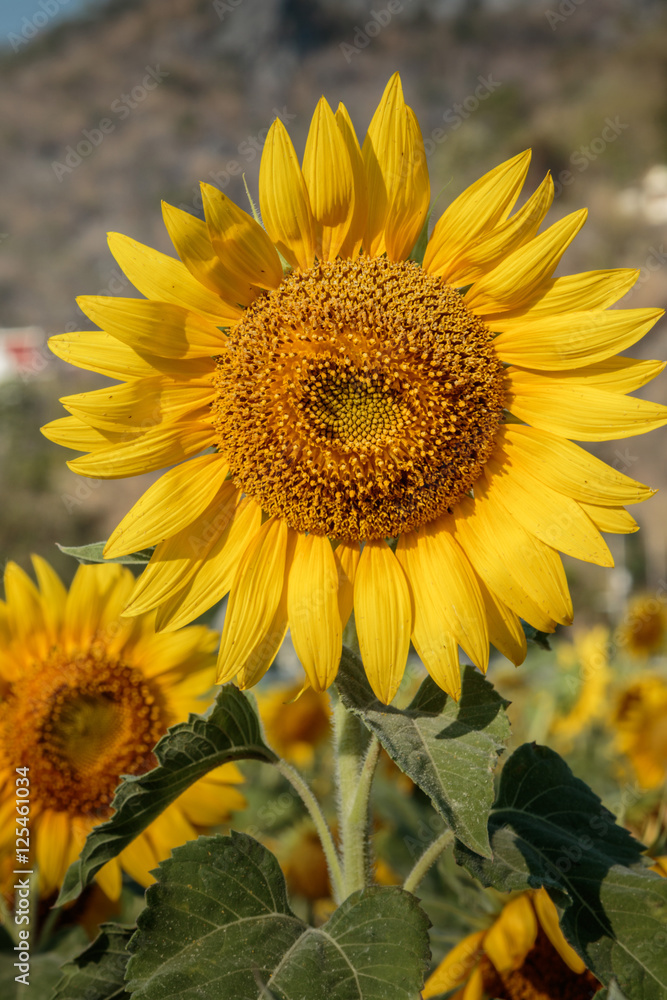 Fototapeta premium Sunflowers
