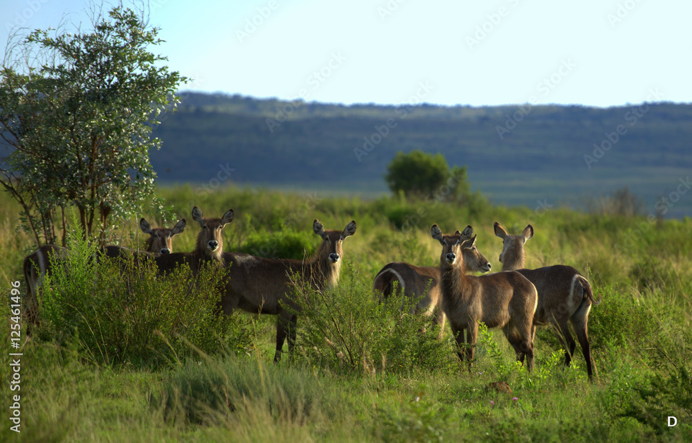 Naklejka premium unity