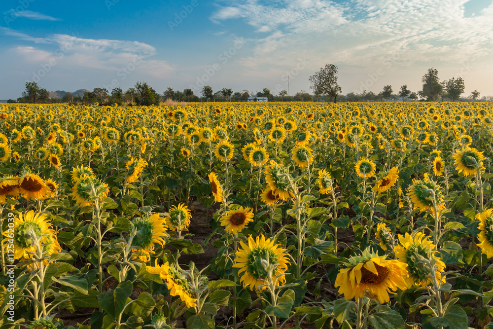 Obraz premium Sunflowers