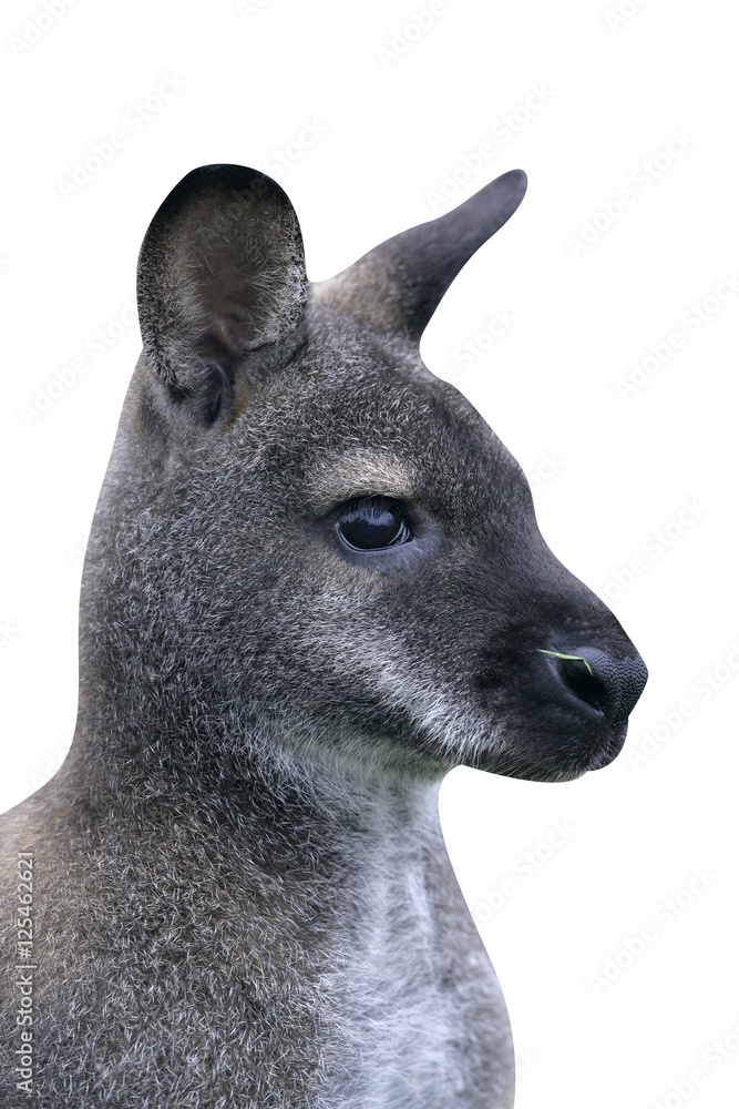 Red-necked wallaby, Macropus rufogriseus Red-necked wallaby, Macropus rufogriseus
