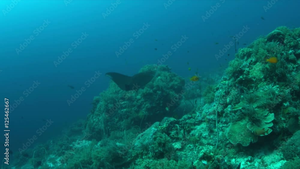 Manta ray swims on a coral reef. 4k footage Manta ray swims on a coral reef. 4k footage